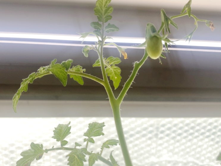 방울토마토 모종 꽃 열매 키우기 기르기