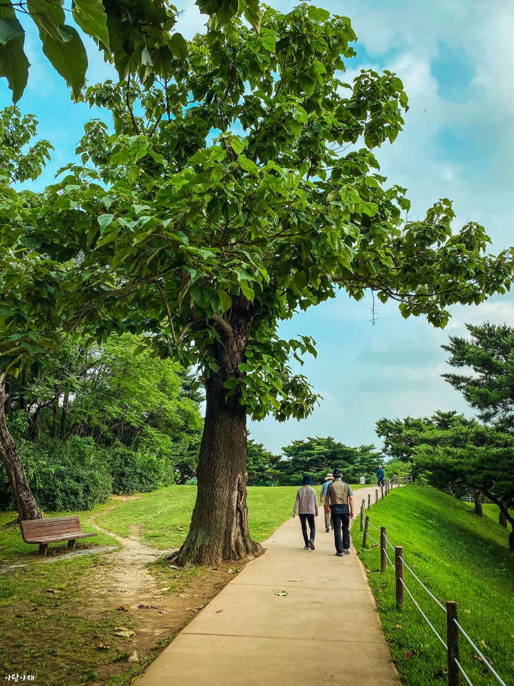 꽃말처럼 나무말도 있는 거 아시나요 ? 나무말 , 나무별 의미