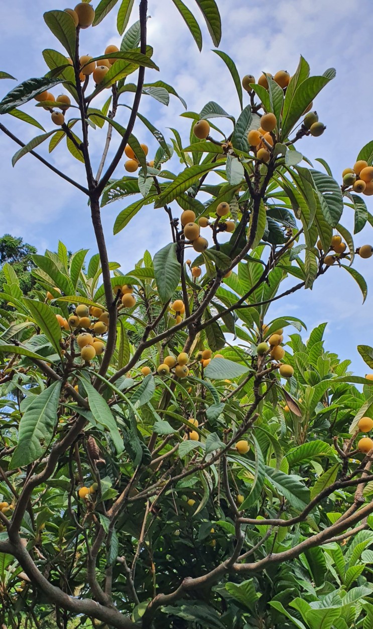 비파나무(Eriobotrya japonica) - 비파열매가 익어가고 있다