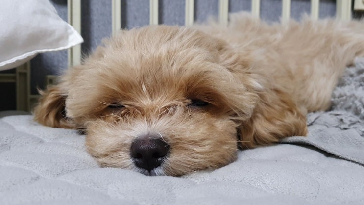  강아지 울타리 교육 어떻게 시켜야 할까요??