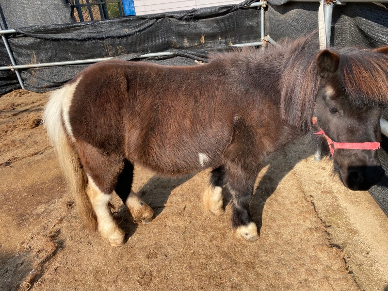혈통 미니말 분양(PONY)