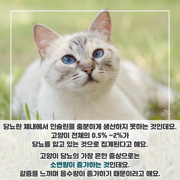  고양이도 당뇨에 걸릴까?