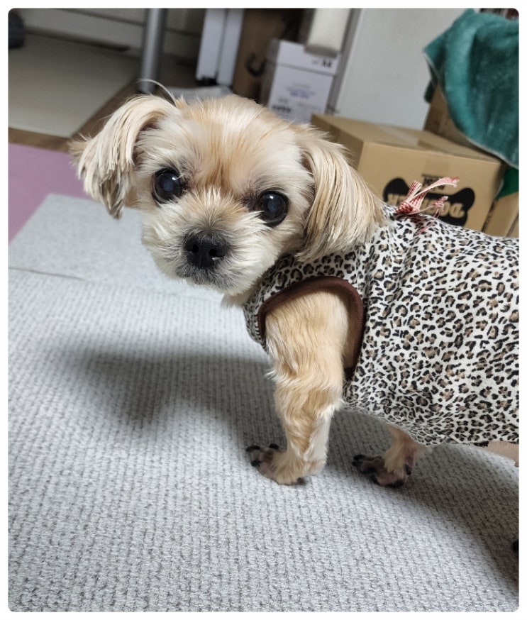  강아지 얼굴 미용 커브가위로 예쁘게 관리하세요