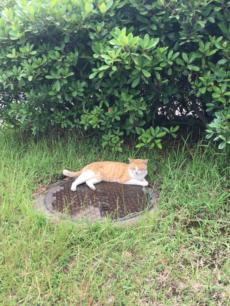  오늘 아침 고양이 