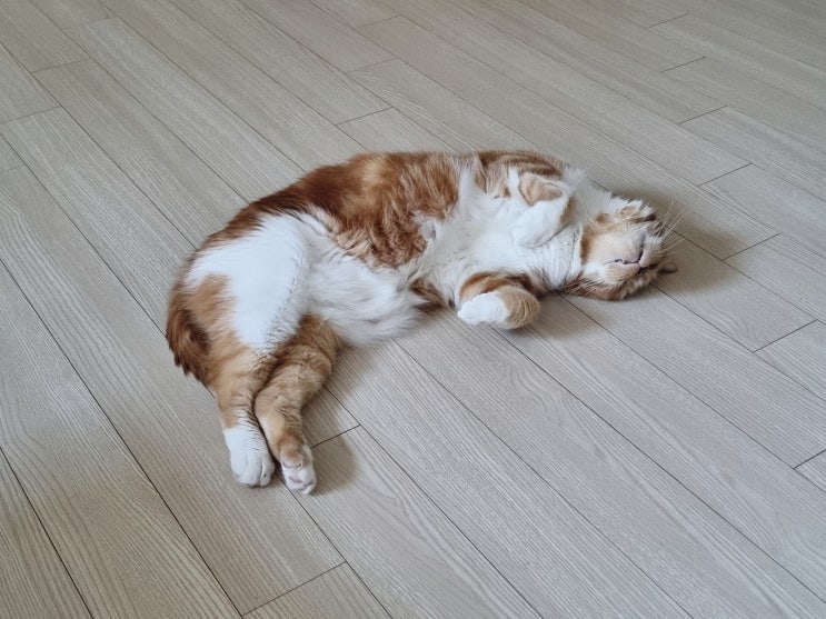  고양이 더위 먹었을때 대처법과 여름 나기 몇가지 준비사항