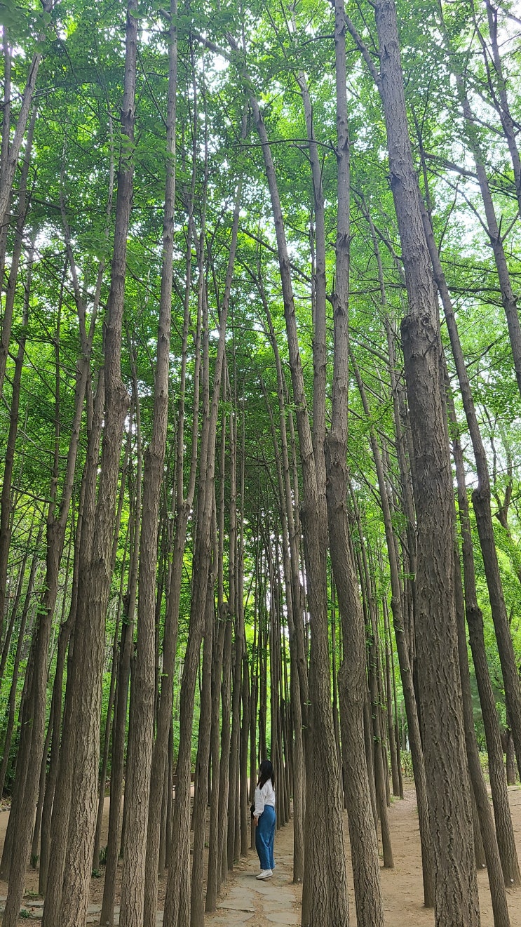  서울숲 나들이 꽃사슴 구경(서울숲 주차장 꿀팁)