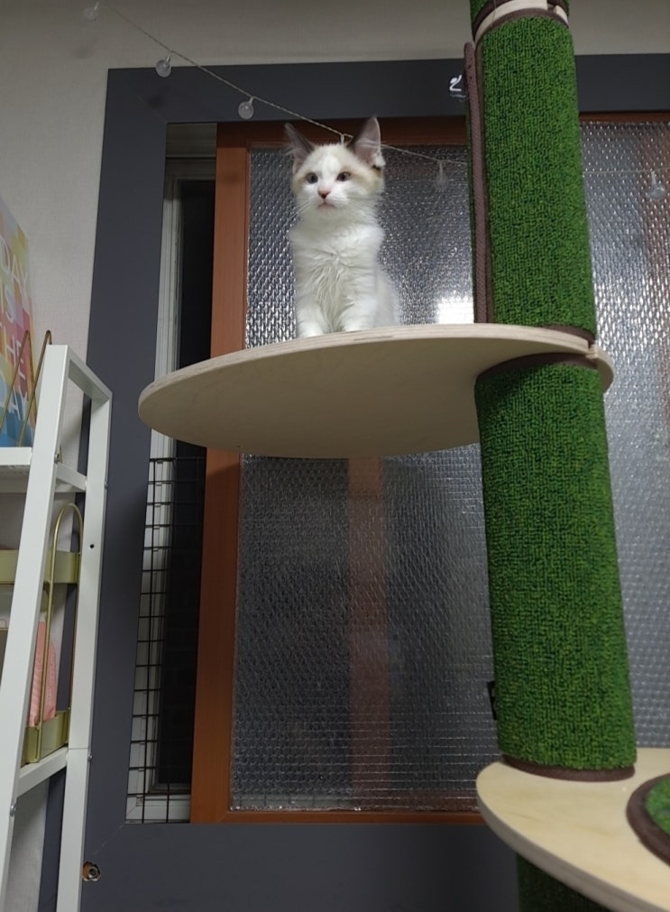 구르미 성장 기록 (랙돌 고양이) 구르미 성장 기록 (랙돌 고양이)