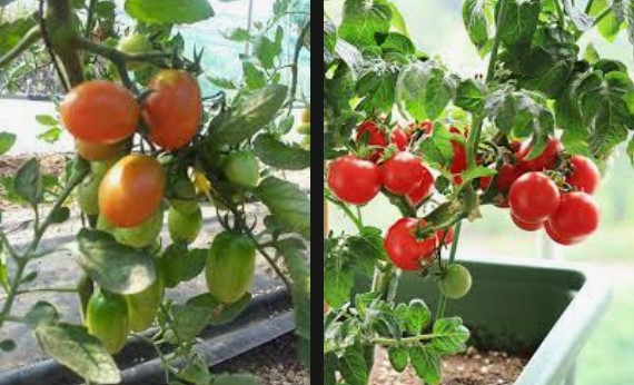 [토마토]토마토의 내력과 특성 및 종류 그리고 성분과 효능