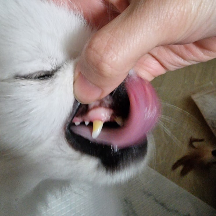  하..너무 피곤한데..강아지 양치 간편하게 할 수 없나요?
