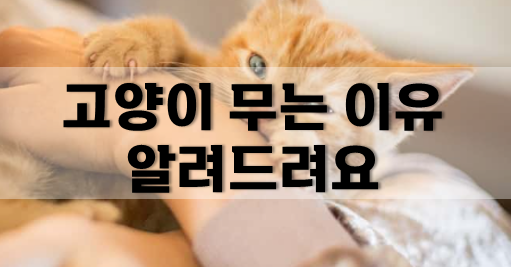  고양이 무는 이유, 왜 그러는지 알려드려요!