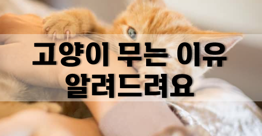 고양이 무는 이유, 왜 그러는지 알려드려요!