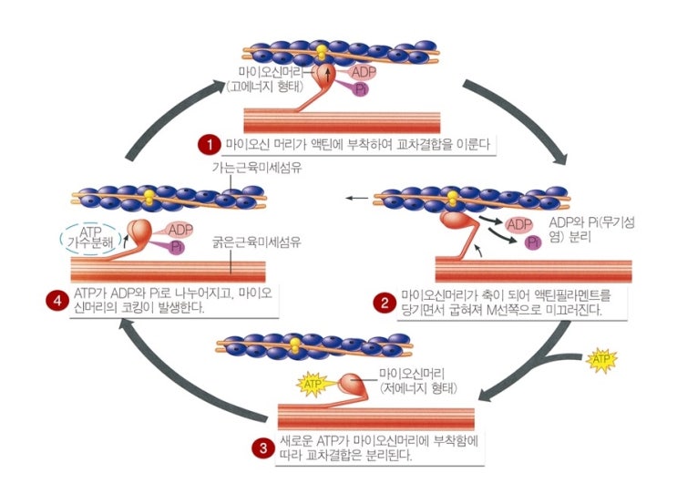  다이어트를 위한 운동방법, 살빼기운동의 원리