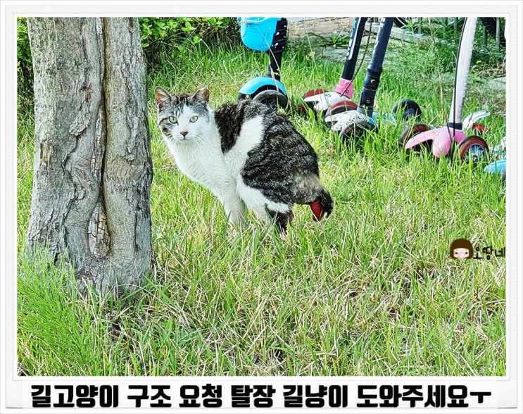  길고양이 구조 요청 탈장 길냥이 도와주세요ㅜ