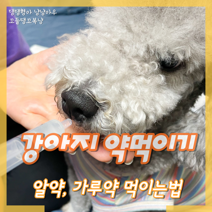  강아지 가루약 먹이기 생각보다 어렵지 않아요