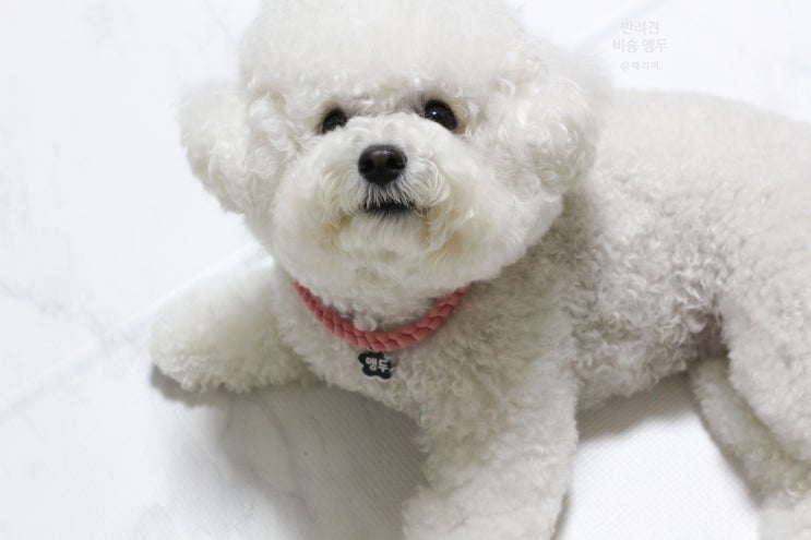  강아지인식표 목걸이 산책시 필수 (더순수몰 면스판 꼬임 목걸이 착용)