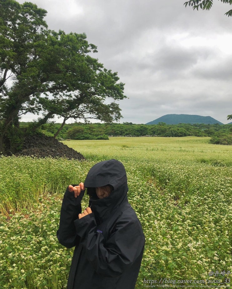  제주 메밀밭 조천 와흘 메밀마을 꽃구경 6월 제주도 가볼만한곳
