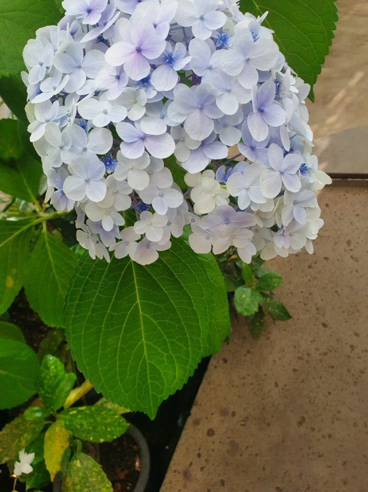  까멜리아힐 제주수국 지금이 딱이에요