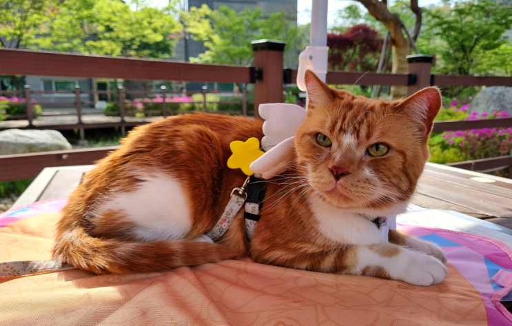  고양이 쿨매트 여름 오기 전에 준비해야 하는 반려동물 용품