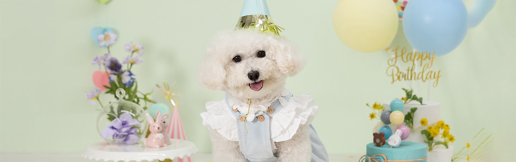 [대구 강아지 생일사진] 이보다 완벽할 수 없었던 강아지 컨셉사진