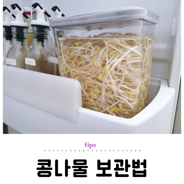  콩나물 보관법, 오래 싱싱함을 유지해 봐요