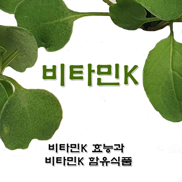  비타민k. 비타민k 효능. 비타민k 함유 식품