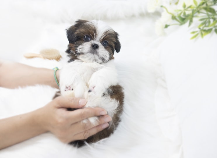  미사강아지분양 애견 너무~귀여운 시츄 어떠세요? (덕소.진접.마석)
