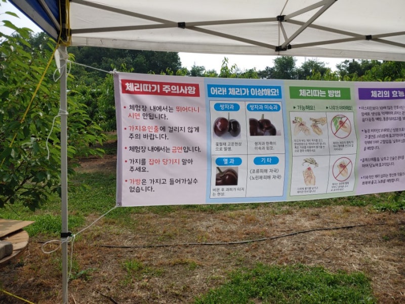 체리 팜 이미지