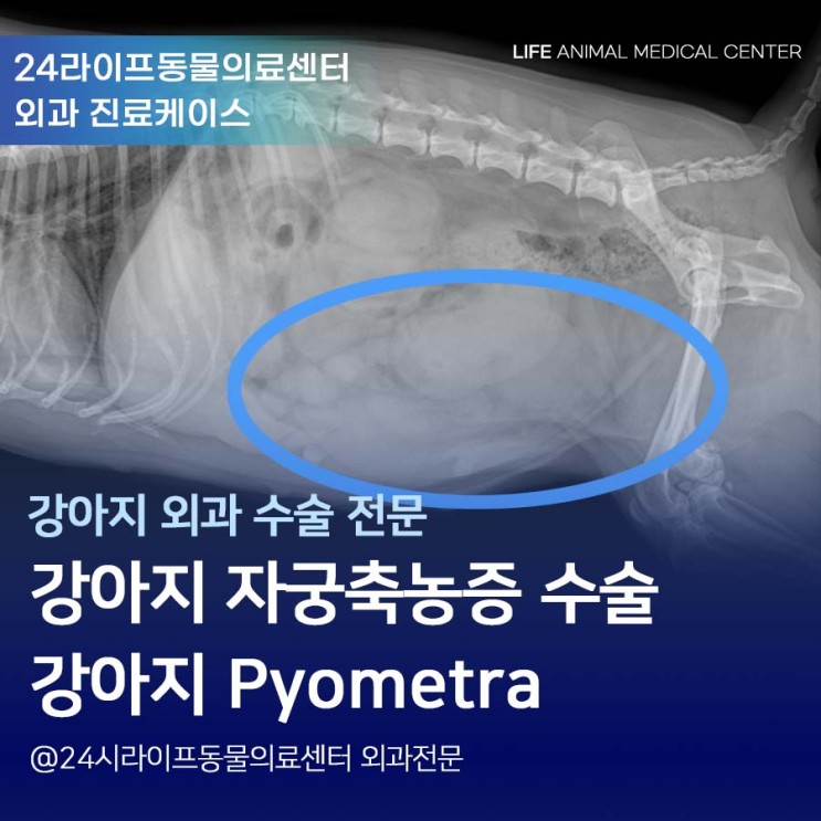 대구24시동물병원 강아지 자궁축농증 수술 : 강아지 응급수술 자궁축농증 Pyometra