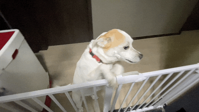  강아지 안전문과 펜스 울타리 훈련