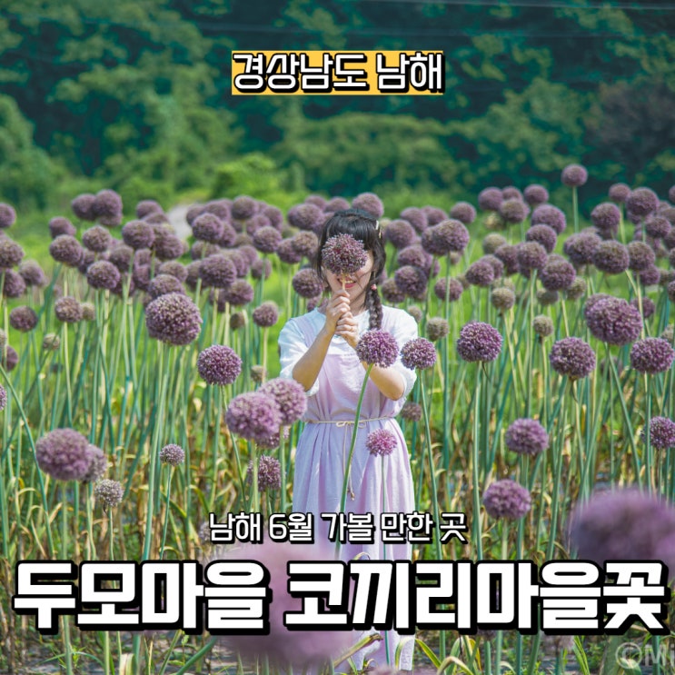  [경상남도] 남해 6월 가볼 만한 곳, 두모마을 코끼리마늘꽃밭