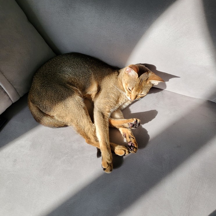  고양이 햇빛 일광욕이 꼭 필요한 이유