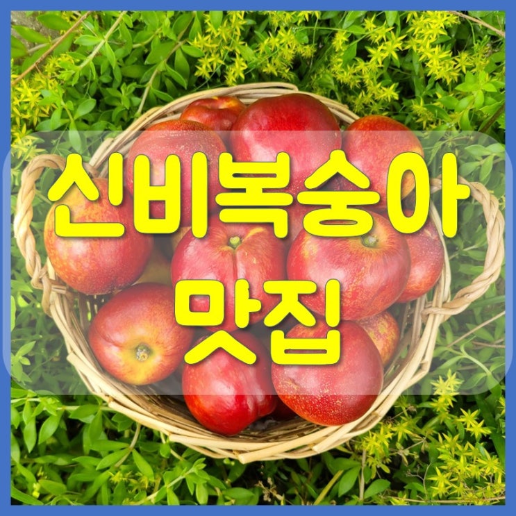  신비복숭아 경산 천도복숭아가 좋은 이유