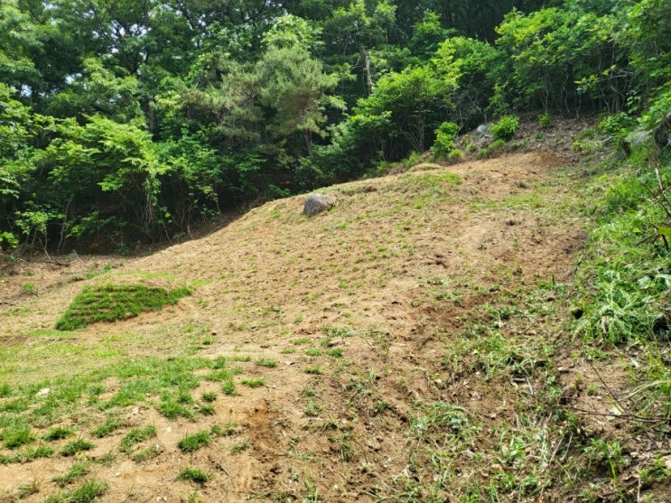  2022년 경북 김천 어모면 덕마리 멧돼지로인한 산소봉분훼손으로 산소복원작업 및 잔디공사 고인돌장묘개발 #산소 #산소훼손 #잔디 #묘복원