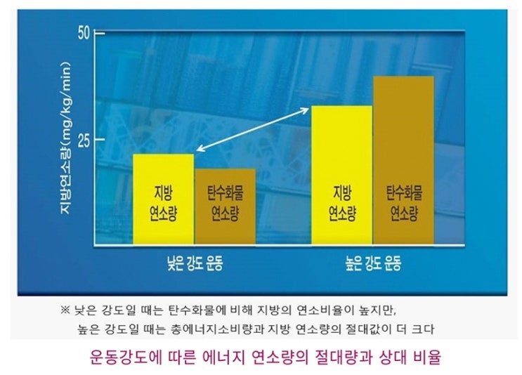  걷기가 살빼기에 더 좋다? 걷기와 달리기의 에너지소비량