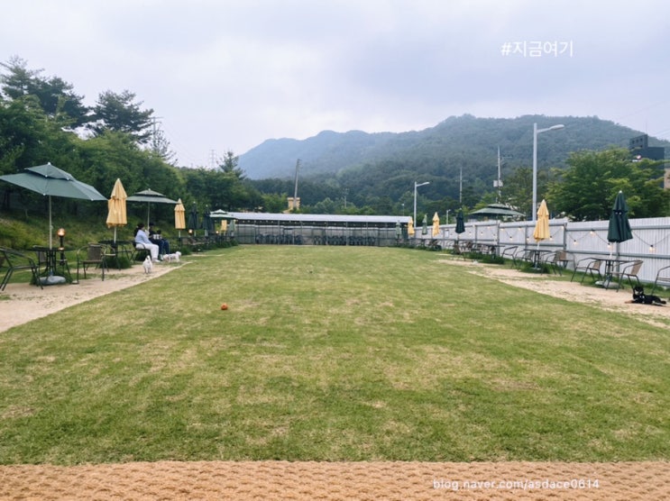  [대전 유성 덕명동 _ 루카의 하루 ] 대전 유성 덕명동에 위치한 넓은 야외 잔디밭 운동장 애견카페