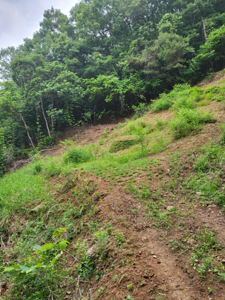  2022년 경북 김천 어모면 덕마리 멧돼지로인한 산소훼손으로 산소복원작업 및 잔디공사 김천고인돌장의사 #김천산소 #산소훼손 #김천잔디 #묘복원 #김천장의사 #김천산소복원