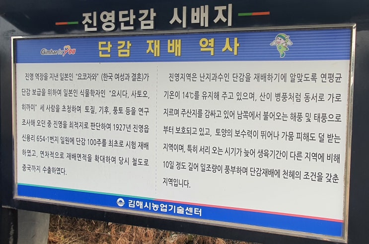  진영 단감시배지