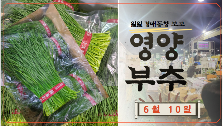  [경매사 일일보고] 가락시장 6월 11일자 "영양부추" 경매동향을 살펴보겠습니다!