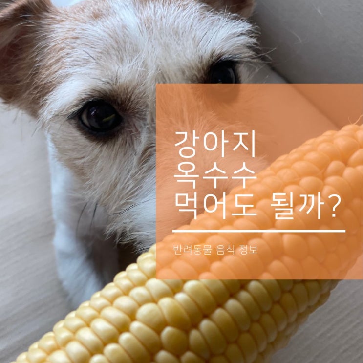  강아지 초당 옥수수와 수염차 먹어도 될까?