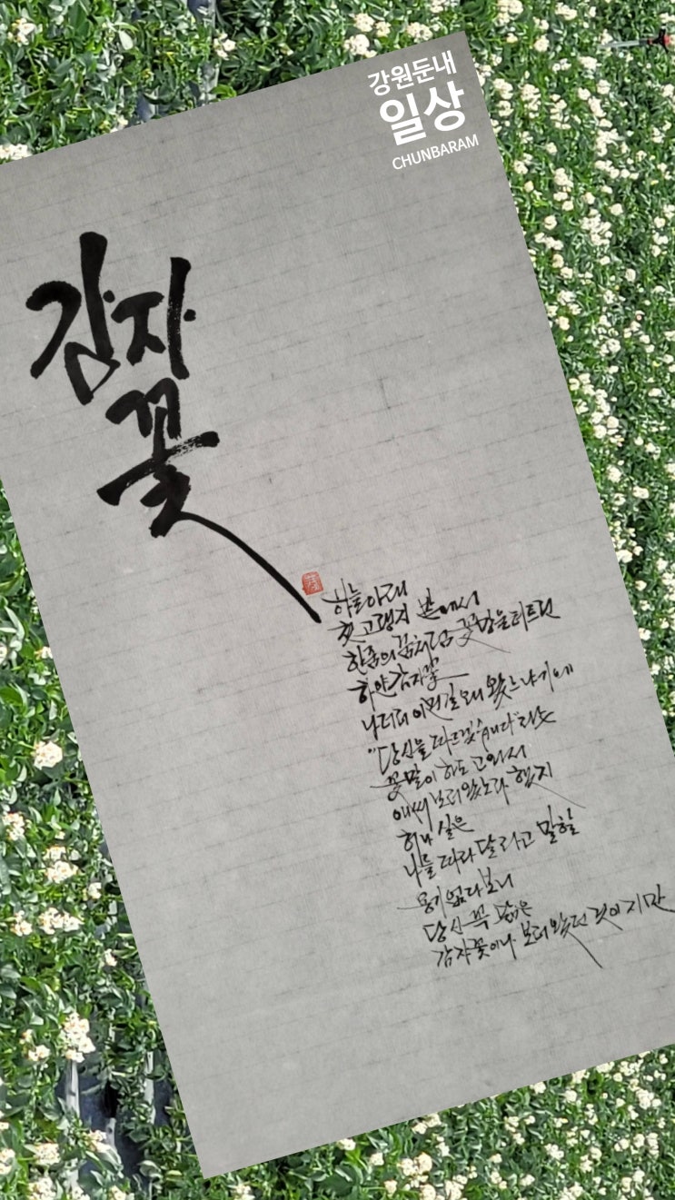  감자꽃