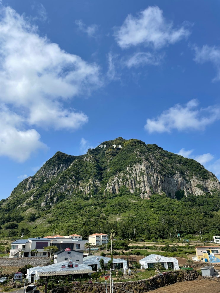  제주살이 6월 첫째 주 일상-서재페/제주 수국/아이패드프로 3세대 11인치/연휴 끝