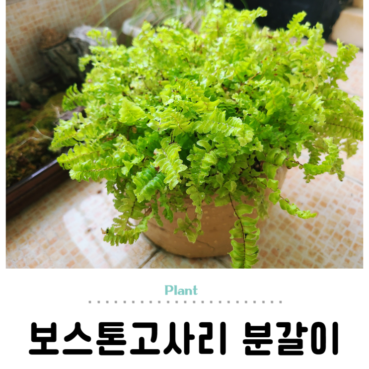  보스톤고사리 DIY 옹기토 화분에 심어요