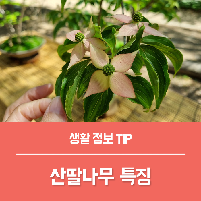  산딸나무 꽃말 꽃 특징 / 산딸나무 열매 효능
