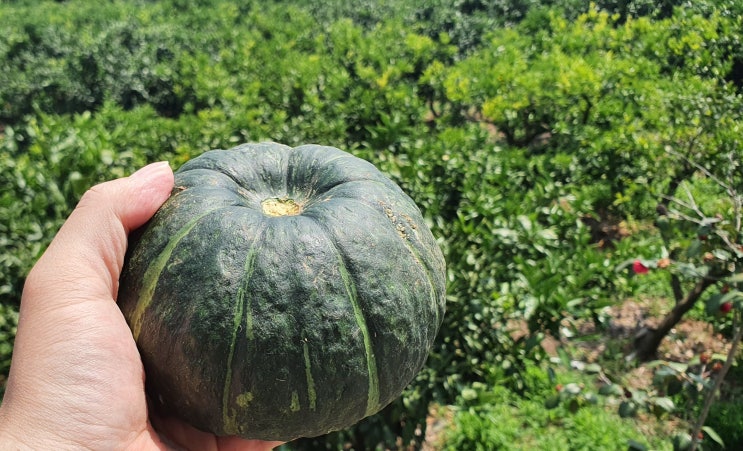  제주 미니 밤호박 수확