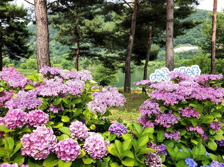 서울근교 당일치기 여행 수국 꽃 구경