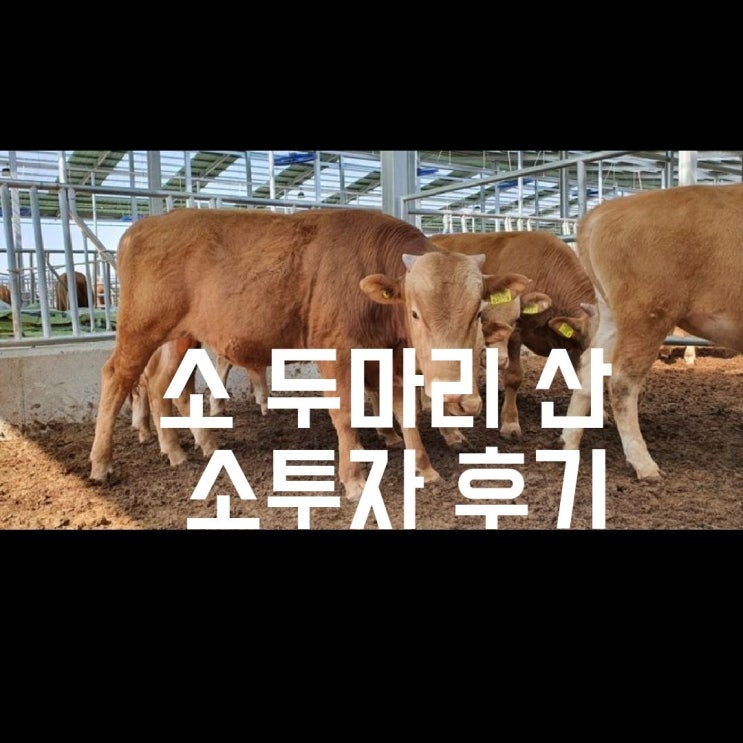 소 두마리 샀어요 소테크 후기 (뱅카우)
