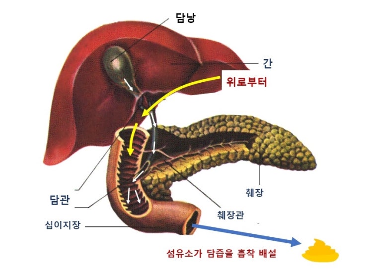  고콜레스테롤혈증  hypercholesterolemia, 식이섬유와 혈중총콜레스테롤,LDL-C