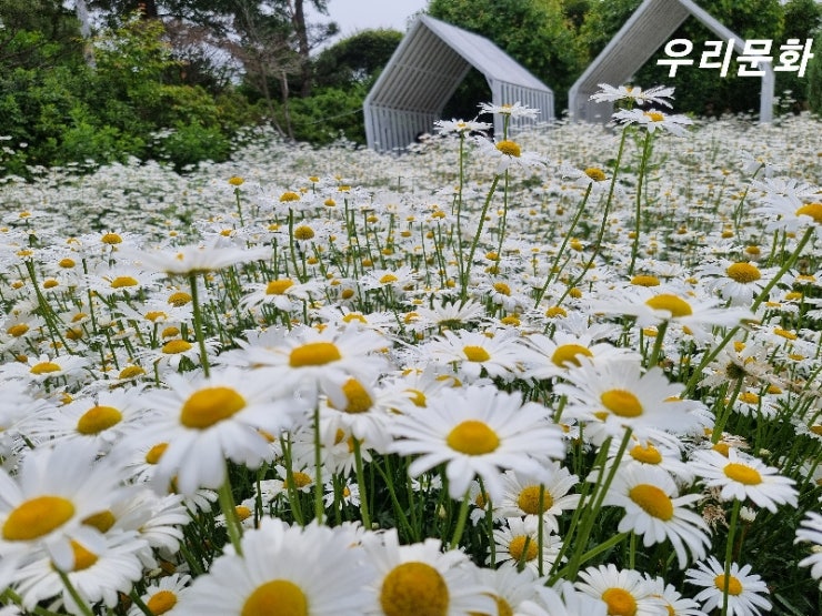 데이지꽃 만발 한 6월 꼭 가야하는 강화도 카페추천마호가니 데이지꽃 만발 한 6월 꼭 가야하는 강화도 카페추천마호가니