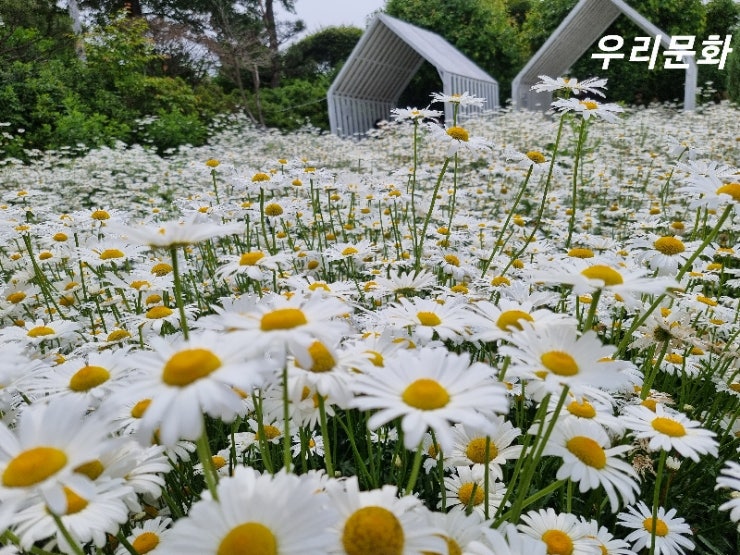 데이지꽃 만발 한 6월 꼭 가야하는 강화도 카페추천마호가니