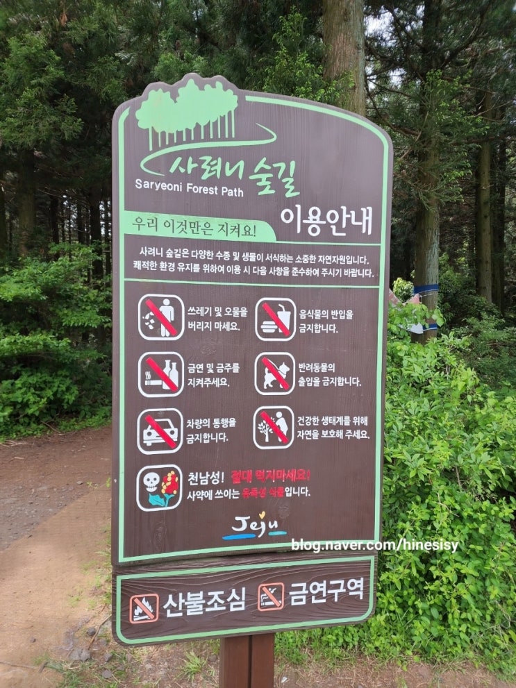  제주도 여행 시원한 산책길 포토존 가득한 제주 사려니 숲길